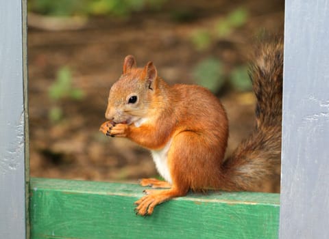 Squirrel sitting with nuts
