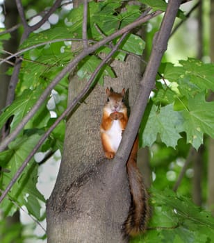Squirrel sitting with nuts