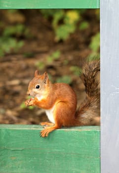 Squirrel sitting with nuts