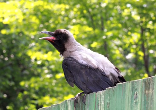 Gray a raven bird