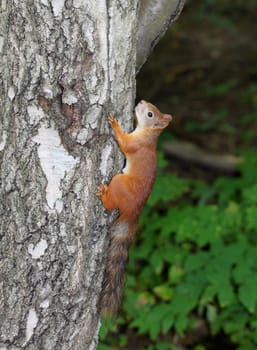 Squirrel sitting in a tree