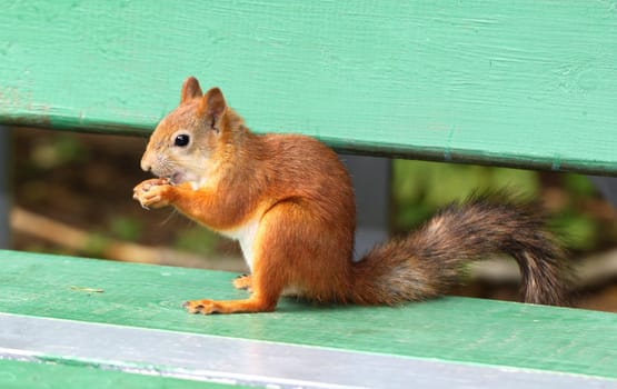 stock_Squirrel eating a delicious nut