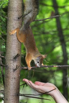 Squirrel on a tree