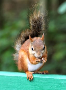 Squirrel eating a nut