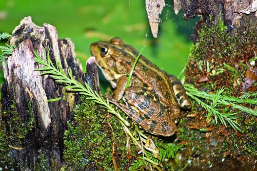relaxing frog