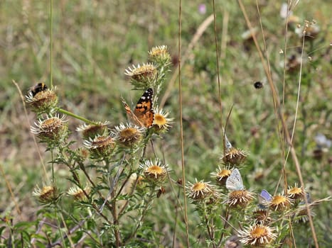 Butterflies,blues and bumblebees on golden thistle