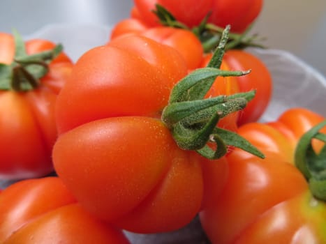Tomato - Costoluto fiorentino