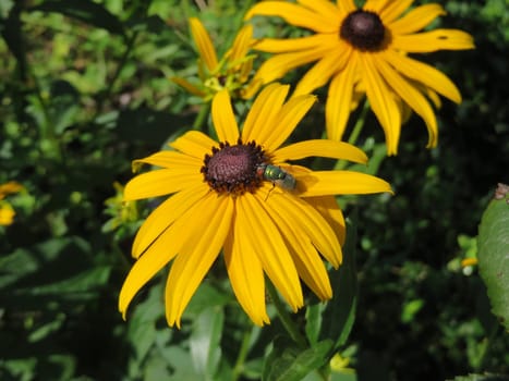 Coneflower - Rudbeckia fulgida sullivantii - Golden storm -