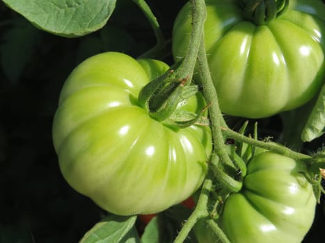 Tomato - Costoluto fiorentino