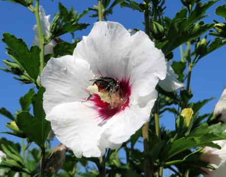 Shrub marshmallow - Hibiscus syriacus - Red heart -