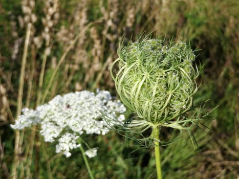 Wild carrot - Daucus carota