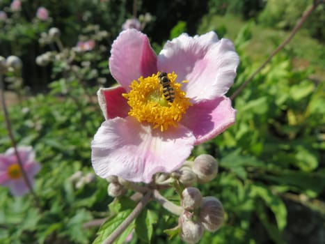Autumn Anemone - Anemone hupehensis