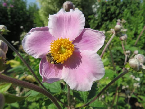 Autumn Anemone - Anemone hupehensis