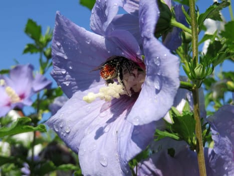 Shrub marshmallow - Hibiscus syriacus - Blue bird -