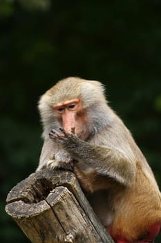 Baboon