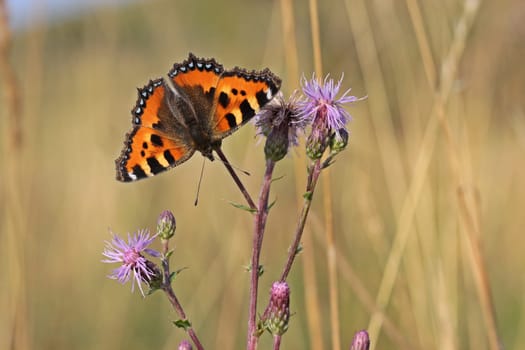 Small fox on field thistle