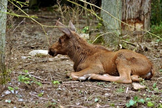 Elk calf