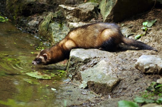 Ferret