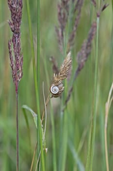 Western heath snail on the Dörnberg
