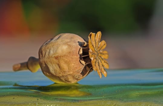 Poppy seed capsule
