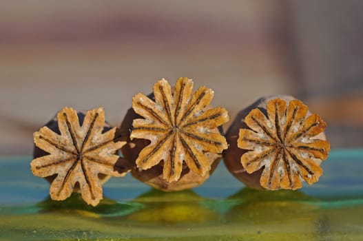 Poppy seed capsules