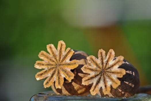 Poppy seed capsules