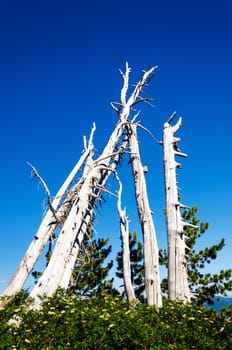 A group of dead and now white pine trees on Mount Hood in Oregon