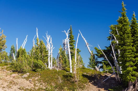A grove of pine trees with live green ones intermixed with dead white ones