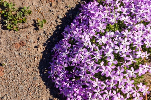 Purple flowers surrounded by barren looking dirt