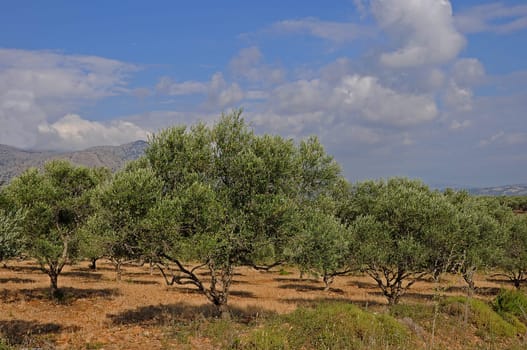 Olive plantation