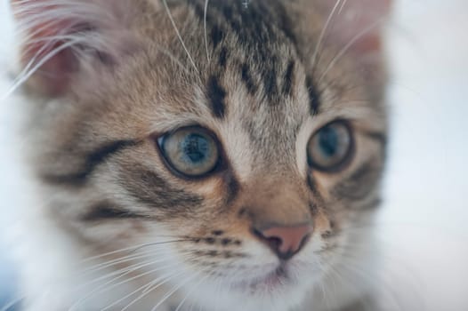 Distracted kitten