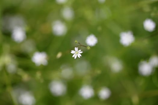 Pretty White Flowers Blooming in a Garden