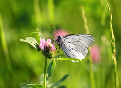 Two butterflies sit on a flower at night