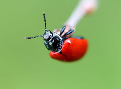 Artificial ladybird on artificial grass