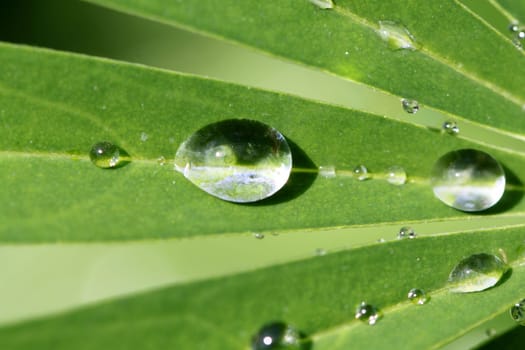 Round drops on a green leaf