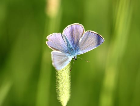 Common Blue butterfly - polyommatus icarus