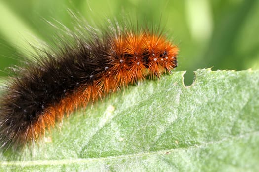 Caterpillar on a green leaf