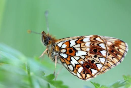 lime butterfly on a mexican sunflower