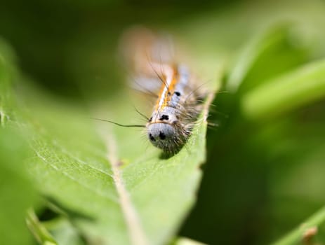 Caterpillar eating on green leaf