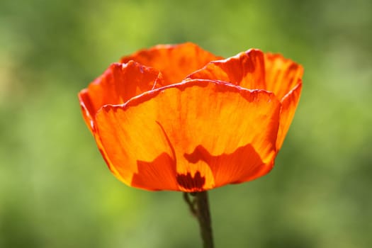 Isolated image of poppies on a white background
