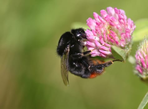 Bumblebee sitting on clover