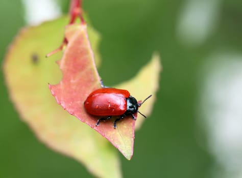 Artificial ladybird on artificial grass