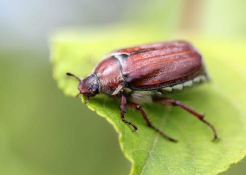 may beetle sitting on a twig with fresh leaves in grey back