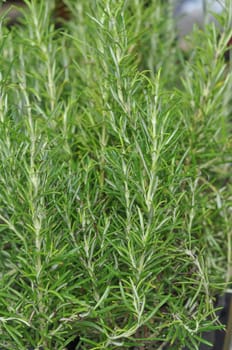 Rosemary Rosmarinus officinalis perennial herb with fragrant evergreen leaves