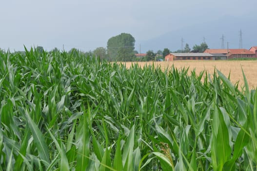 Maize plants also known as corn plants