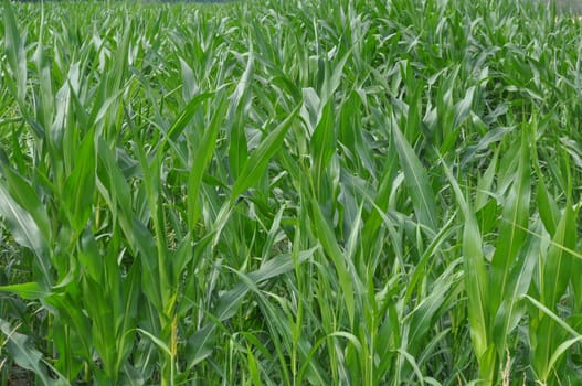 Maize plants also known as corn plants