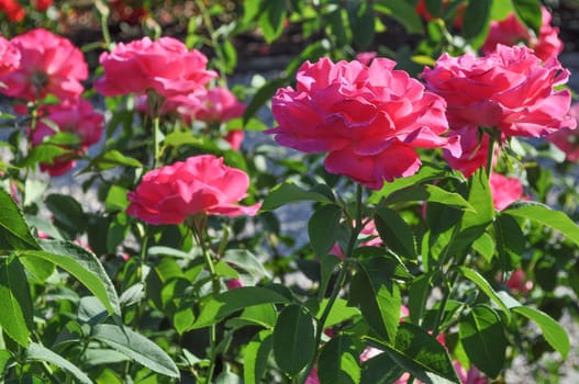 Rose perennial flower shrub vine of genus Rosa Rosaceae