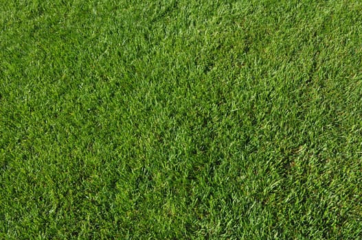 Green grass in meadow or lawn useful as a background