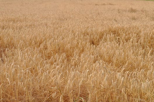 Triticum wheat cereal grain plant food plant
