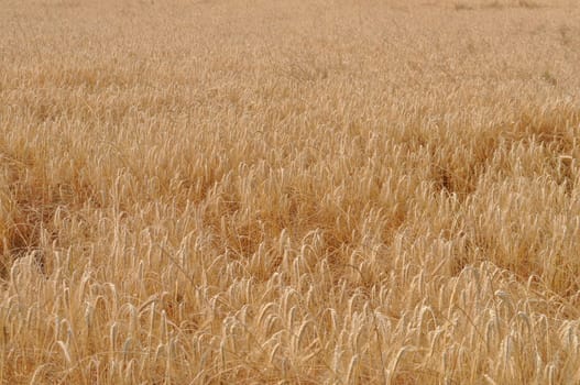 Triticum wheat cereal grain plant food plant